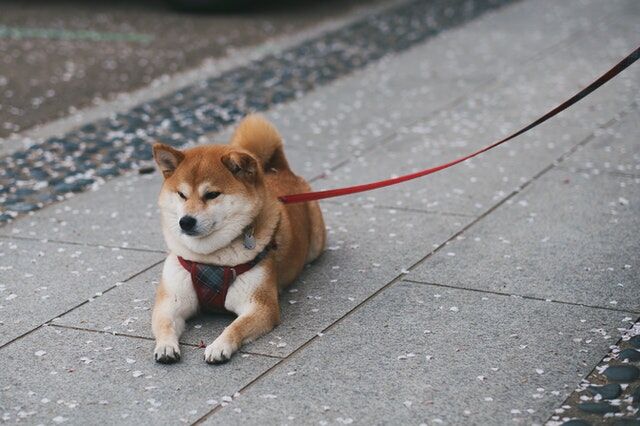 Floki Inu despierta el interés de los inversores en Londres