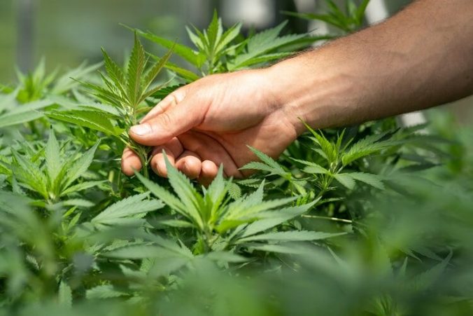 Por qué puede ser el mejor momento para invertir en CBD