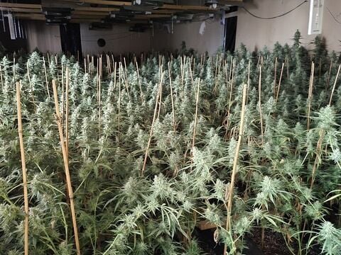 Naturgy plantaciones