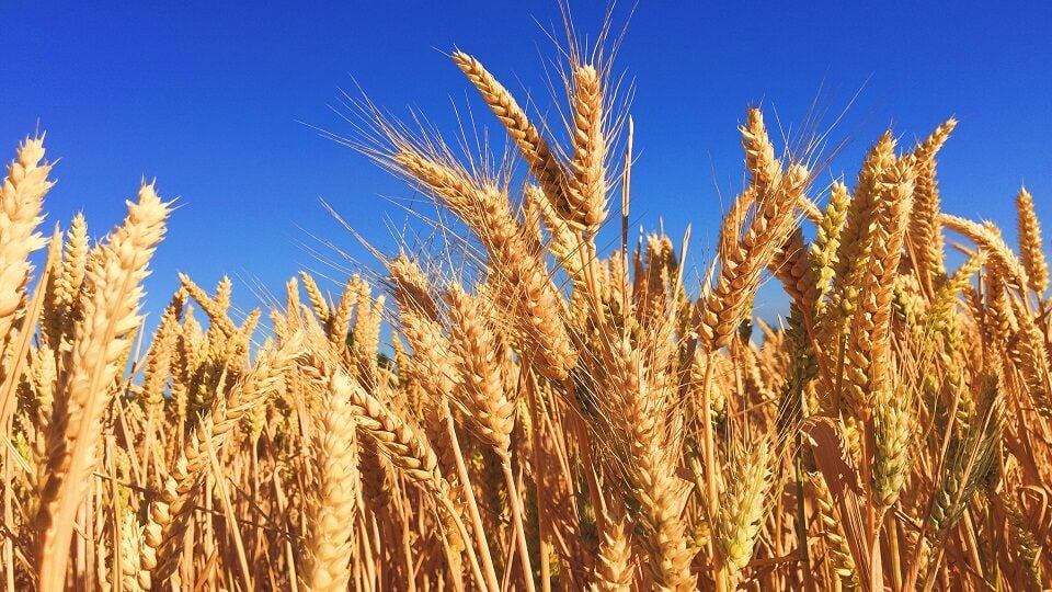Alerta en los alimentos: Los precios del arroz o el trigo amenazan con otra ronda inflacionista