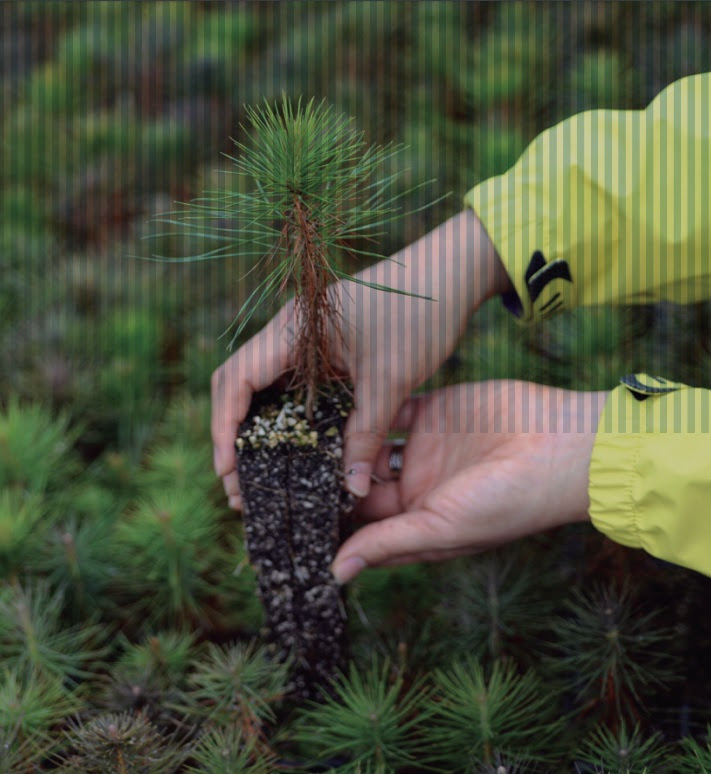 endesa_certificada_por_la_oficina_espeanola_de_cambio_climatico