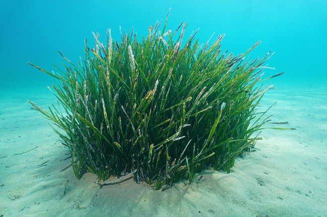 Mediterranean Fund, un compromiso que va más allá del agua