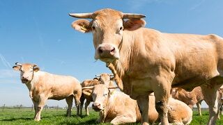 Los inversores apuestan por disminuir el consumo de carne: cómo aprovechar la tendencia