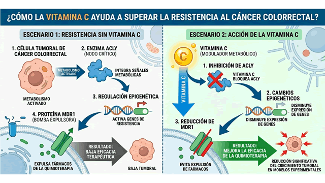 Un estudio precl&iacute;nico sugiere que la vitamina C podr&iacute;a reducir la resistencia del c&aacute;ncer colorrectal a la quimioterapia